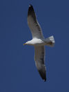 1cy fuscus in August, ringed in Finland. (81365 bytes)